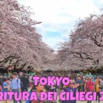 la fioritura dei ciliegi a Tokyo