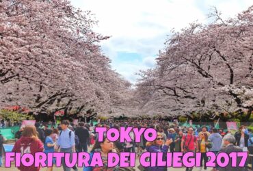 la fioritura dei ciliegi a Tokyo