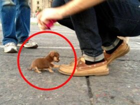 Le 10 Razze Canine più Piccole del Mondo