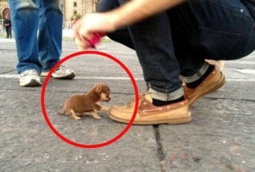 Le 10 Razze Canine più Piccole del Mondo